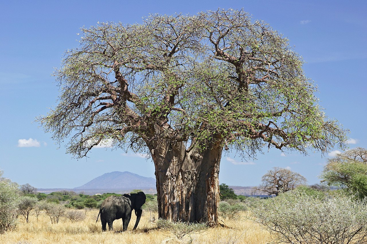 1280px baobab and elephant  tanzania