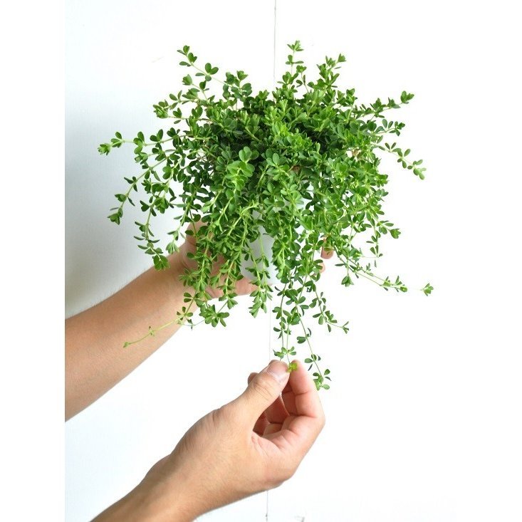 Land plants 10001076 8